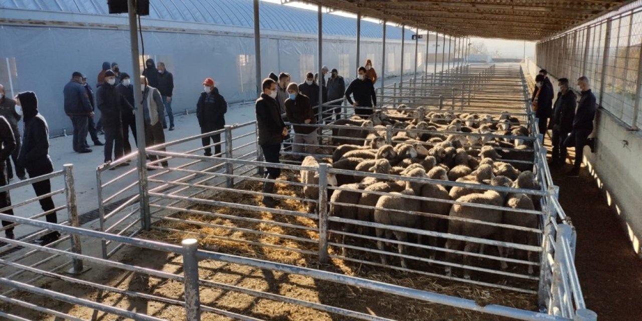 Verimliliği Artırmak İçin Damızlık Koçlar Üreticilere Dağıtıldı