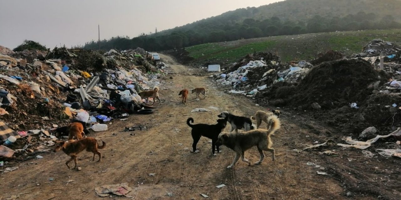 Çöplük Taşındı, Köpekler Aç Kaldı