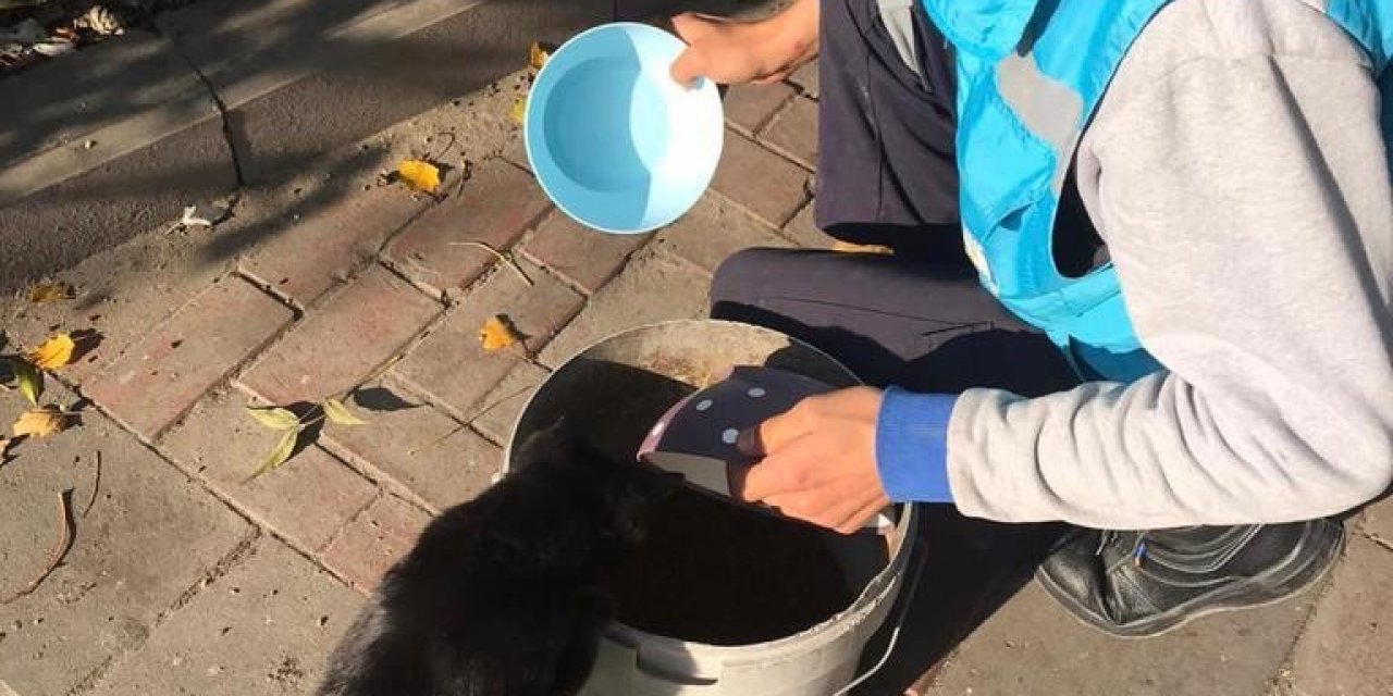 Avcılar’da Kısıtlamada Sokak Hayvanları Unutulmadı