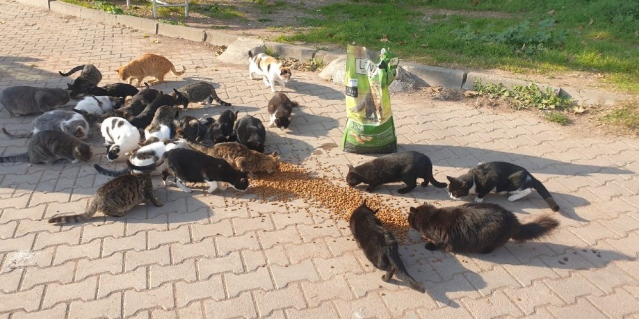 Dilovası Belediyesi Sokak Hayvanlarını Unutmadı
