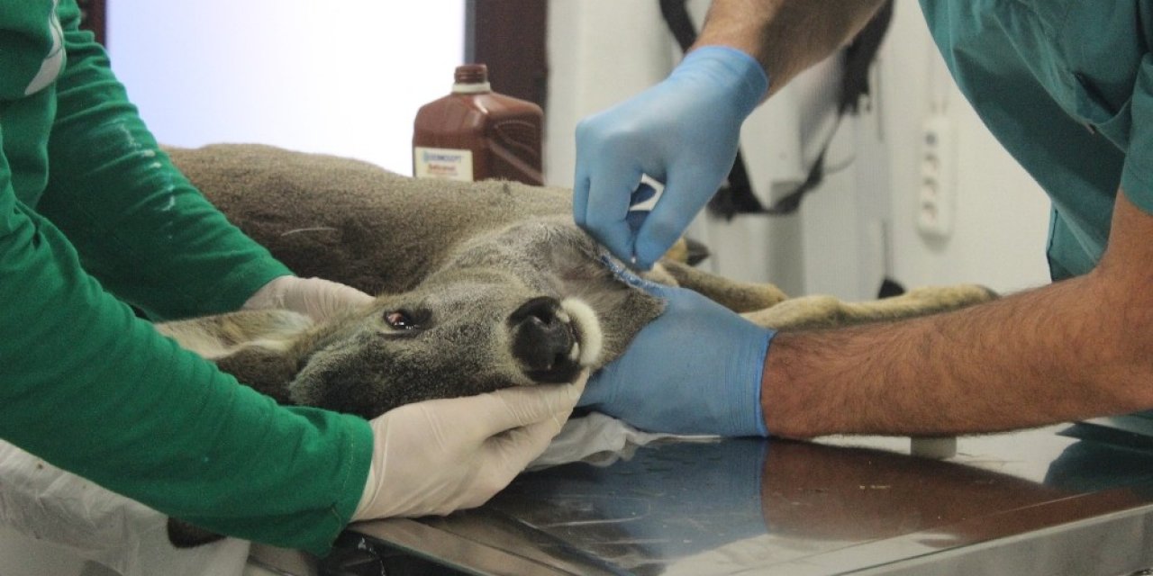 Trafik Kazasında Ölümden Dönen Karacayı Hayata Döndürdüler