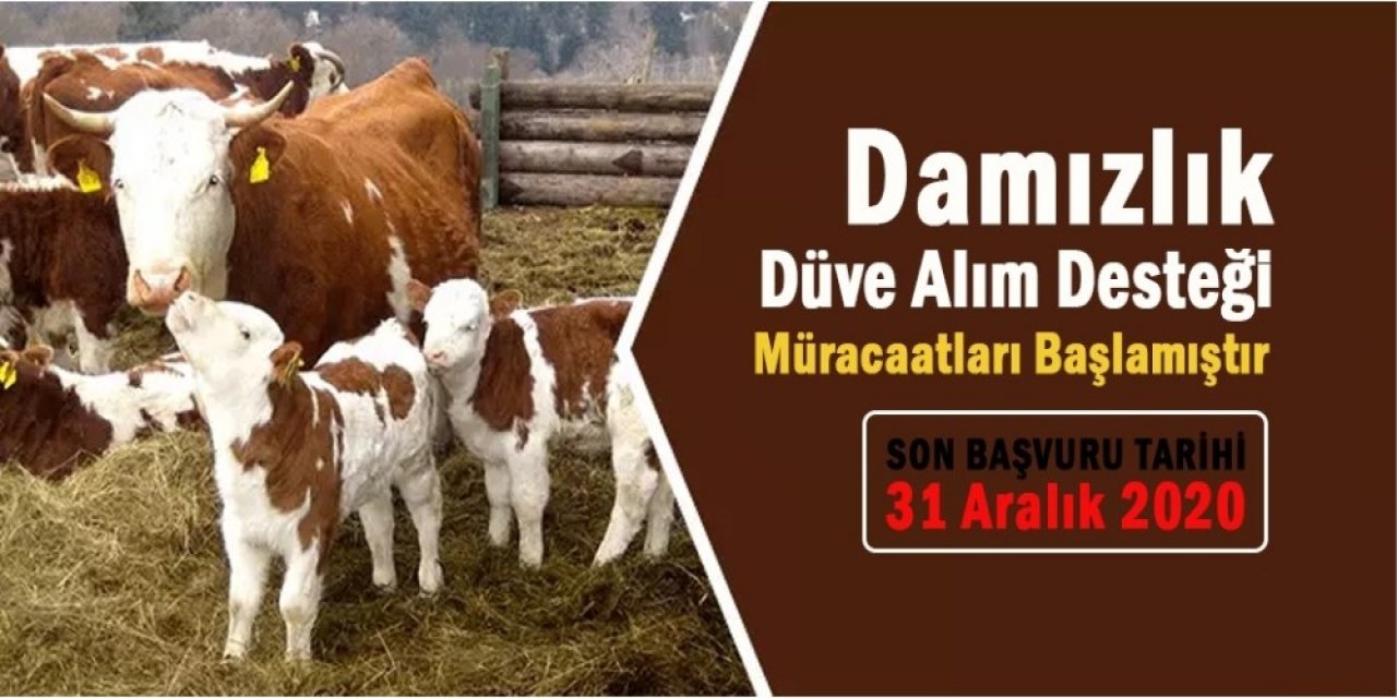 Damızlık Düve Alım Desteği Müracaatları Başladı