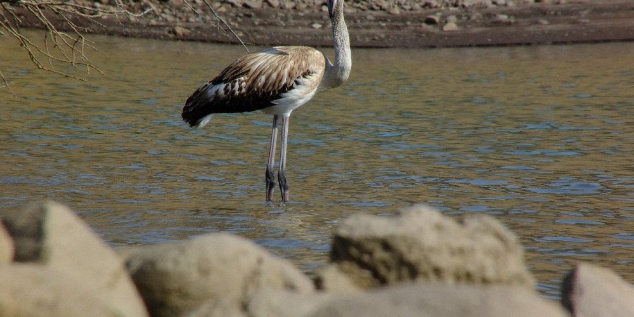 Tunceli’de Flamingo Görüntülendi