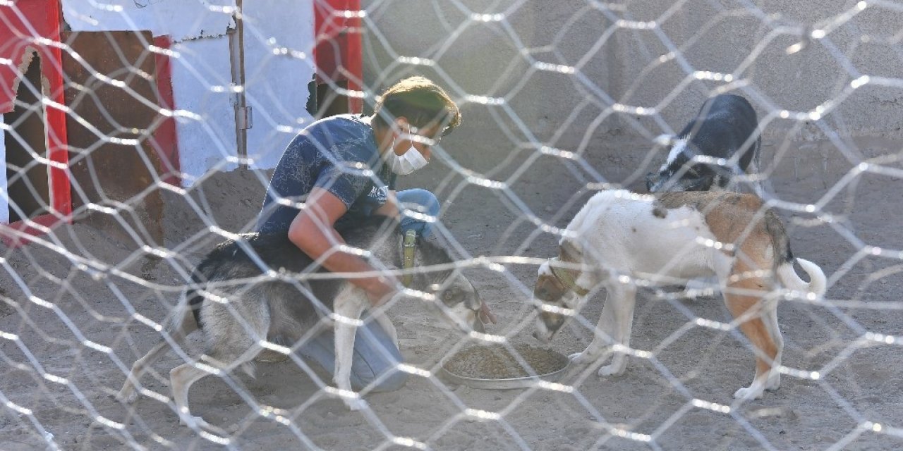 Büyükşehir’den Sokak Hayvanları Gönüllülerine Destek