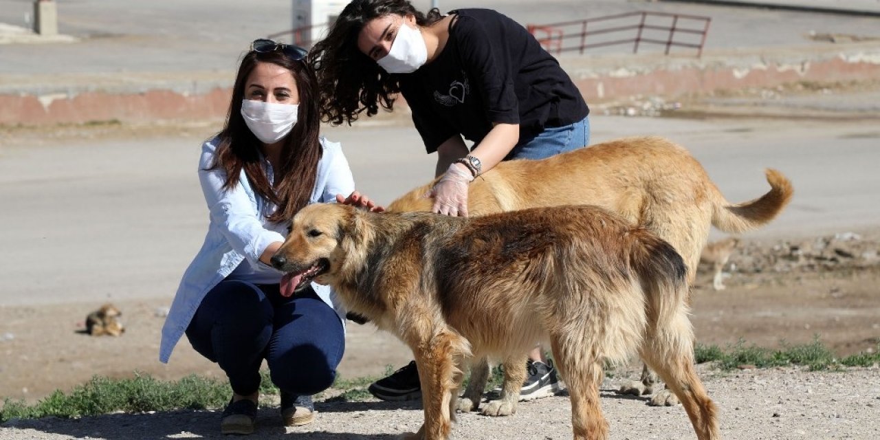 Van’da Sokak Hayvanları Yalnız Değil