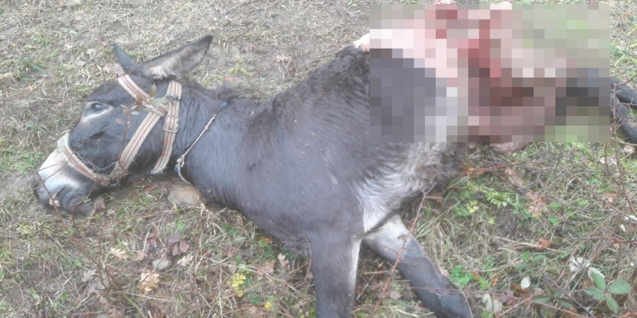 Aç Kurtlar Eşeği Parçalayarak Telef Etti