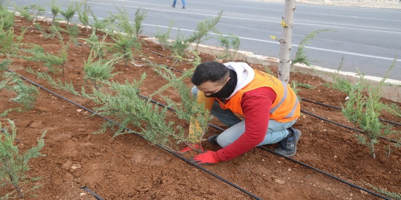 Şanlıurfa Baharla Birlikte Rengarenk Çiçekler Açacak