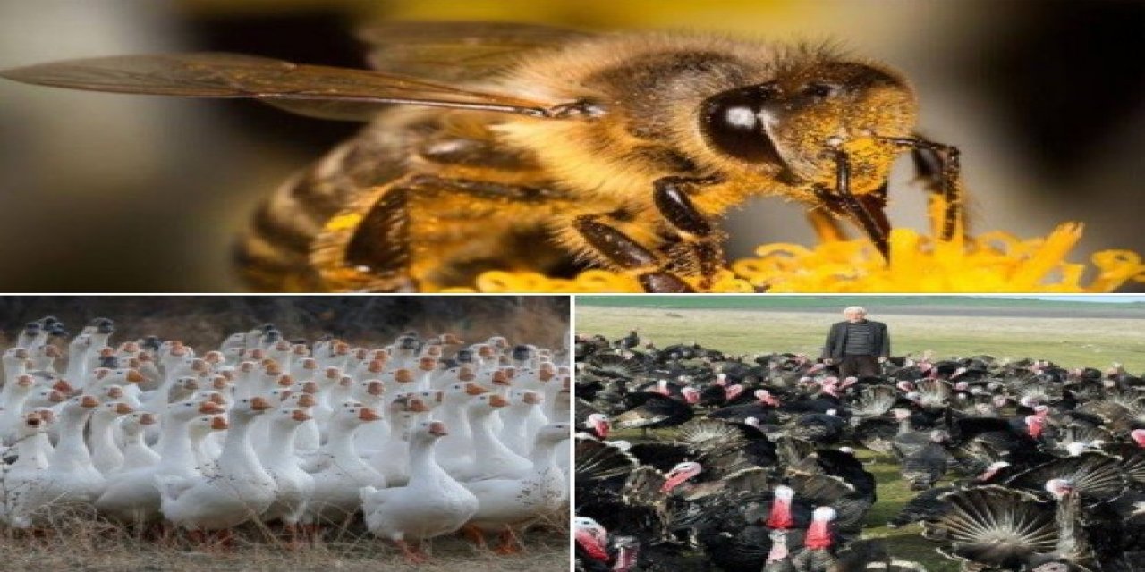 Arıcılık, Kaz Ve Hindi Yetiştiriciliği Yatırımlarına Destek