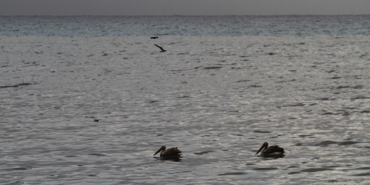 Denize İnen Pelikanları Görenler Cep Telefonuna Sarıldı