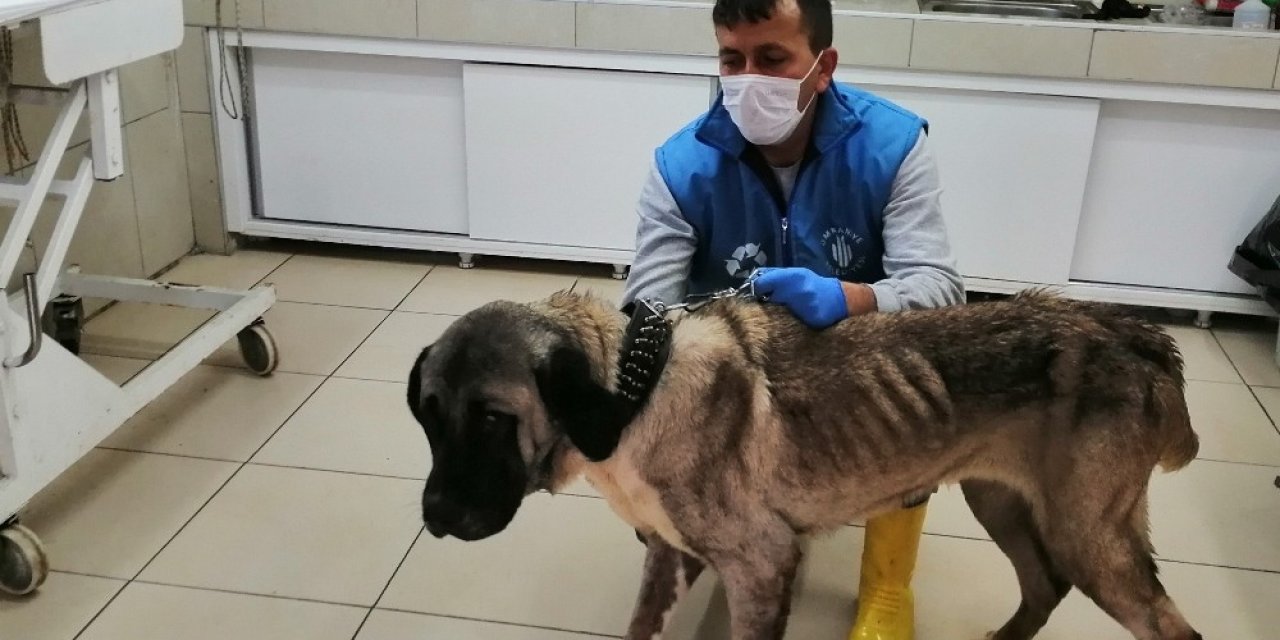 Terk Edilen Yaşlı Köpeğe Belediye Sahip Çıktı