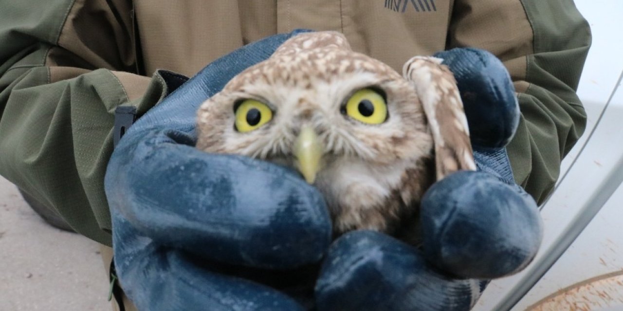 Aracın Göğüs Kısmına Sıkışan Yaralı Kukumav Kuşu Serviste Çıkarıldı