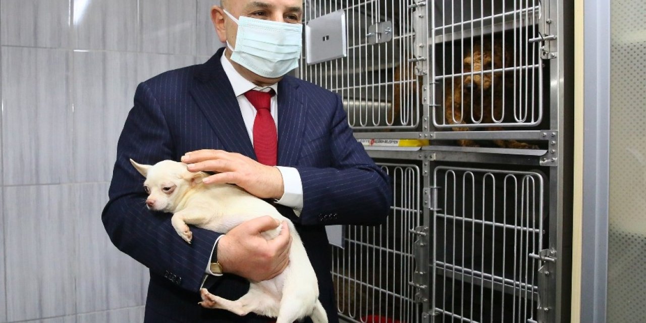 Keçiören’de Bodrum Katında Bulunan Köpekleri Sahiplenmek İçin Yoğun Talep