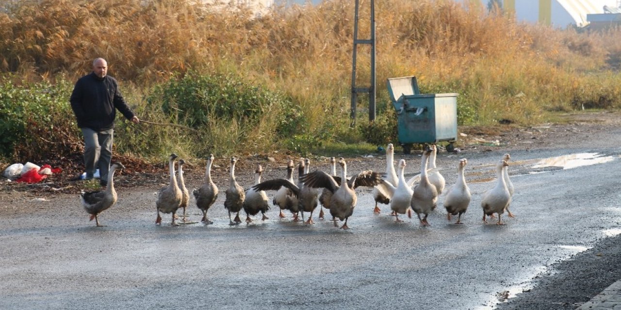 Pandemide İş Yerini Çiftliğe Çevirdi