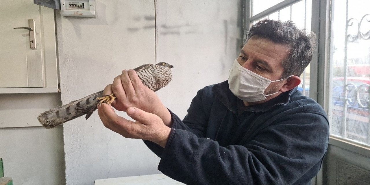 Silahla Yaralanan Atmaca Tedavi Altına Alındı