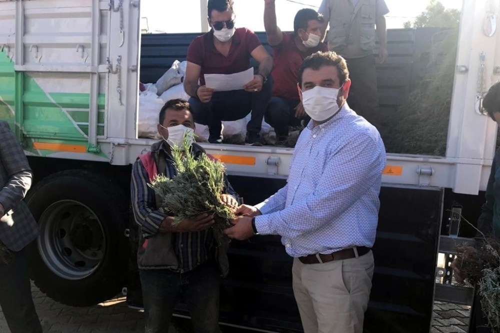 “KOP ile Çamlıca Dağları Lavanta ile Buluşuyor” projesi kapsamında çiftçilere 120 bin adet lavanta fidesi dağıtımı yapıldı