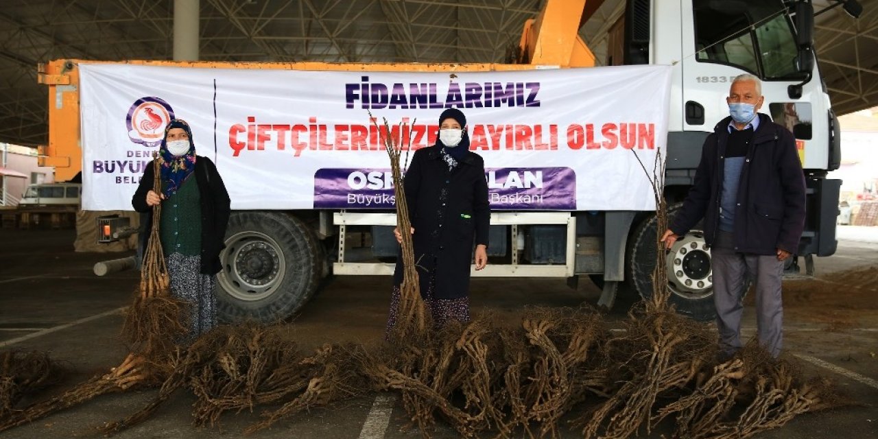 Cevizin Başkenti Olmak İçin Üreticiye 40 Fidan Dağıtıldı