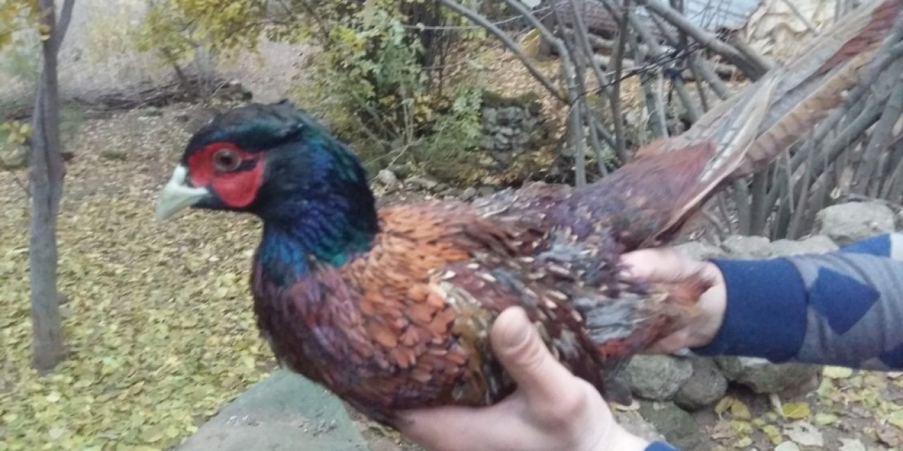 Nesli Tükenmekte Olan Sülün Kuşu Bitlis’te Görüntülendi