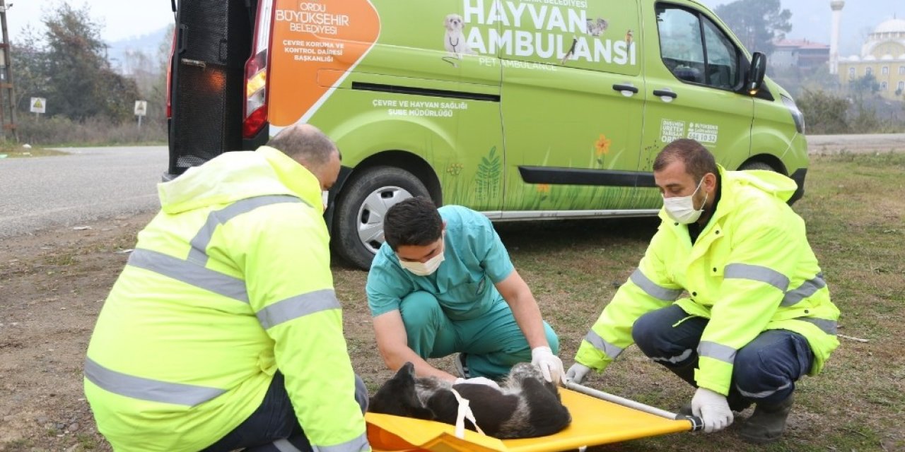 Hayvan Ambulansı Hayat Kurtarıyor
