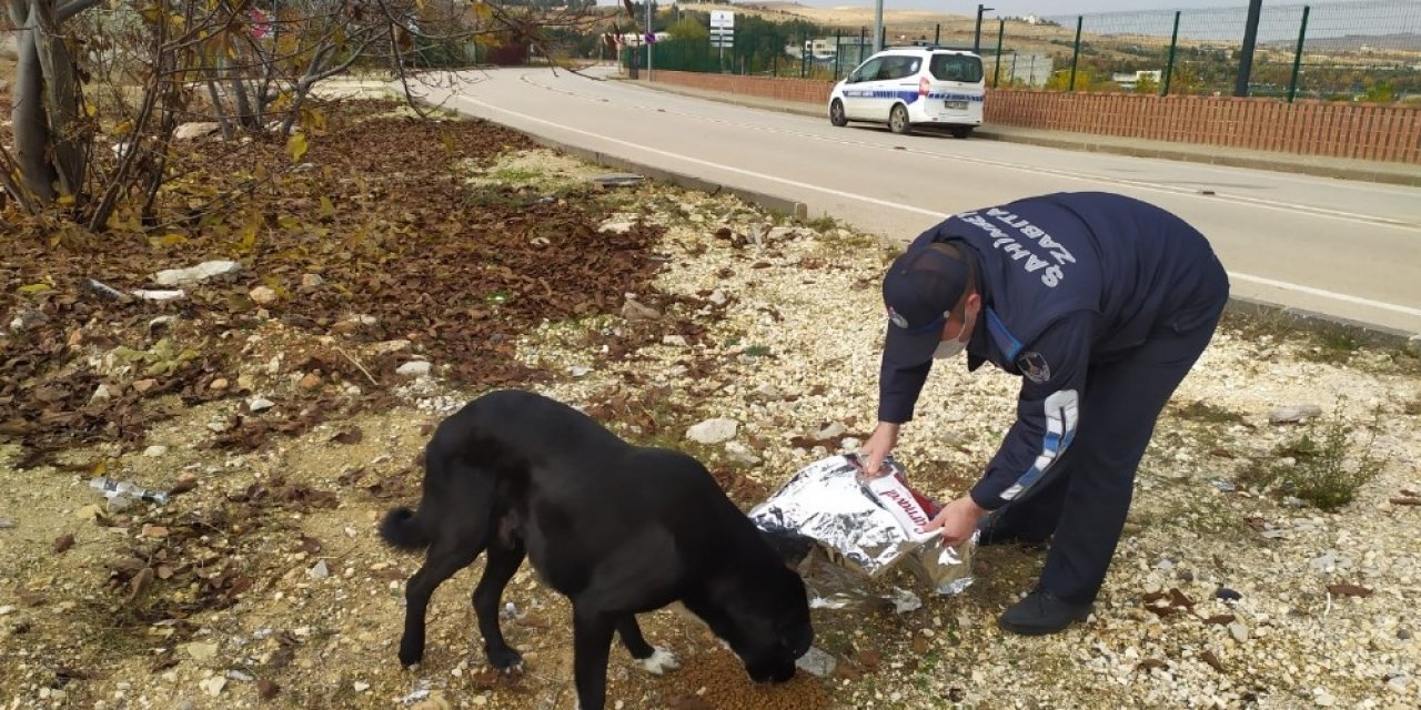 Şahinbey’de Sokak Hayvanları İçin Yem Ve Mama Bırakılıyor