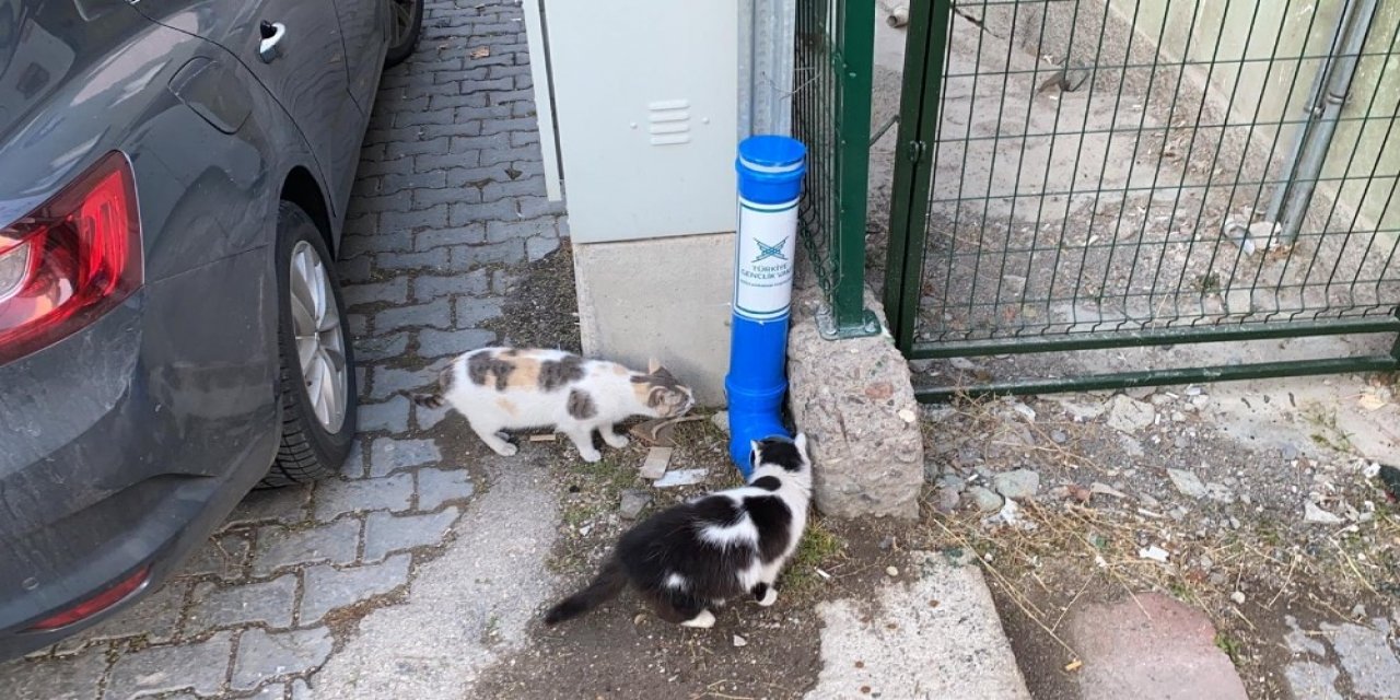 Kızılcahamam Tügva Sokak Hayvanlarına Yemleme Kabı Yaptı