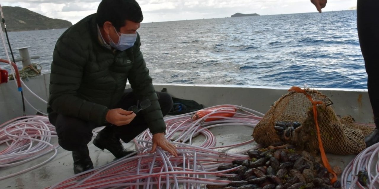 Deniz Patlıcanında Kota 40 Kilo