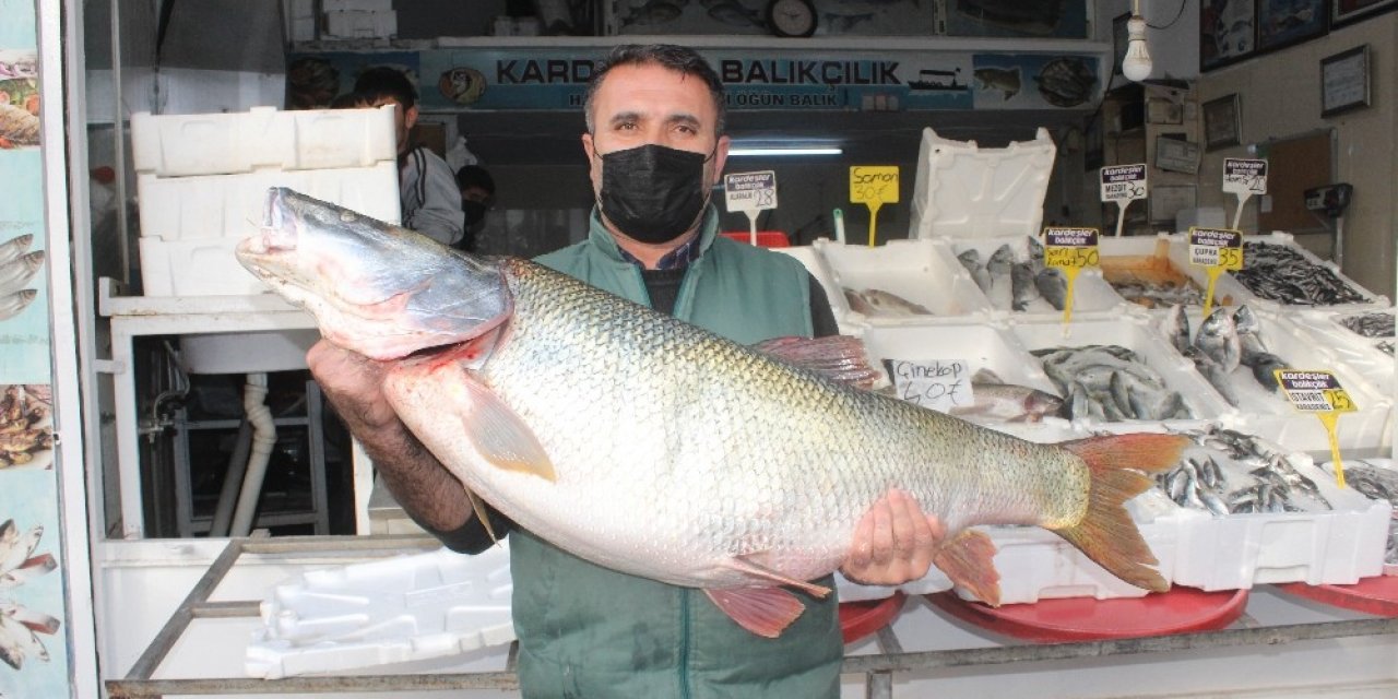 Atatürk Barajı’nda Dev Turna Balığı Yakalandı