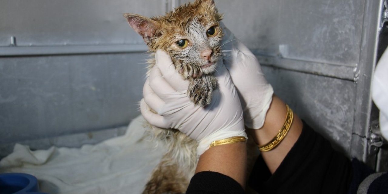 Akaryakıt Tankına Düşen Kedi, Zeytinyağı İle 2 Saatte Temizlendi