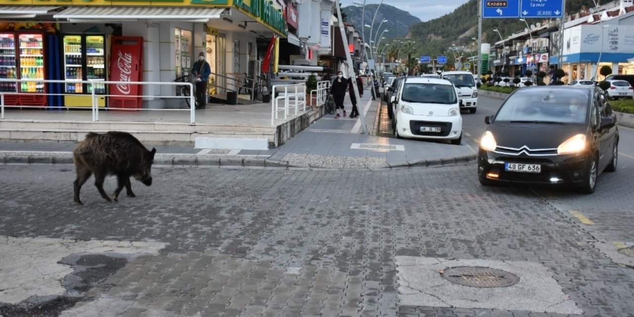 Turizm Beldeleri Domuzlara Kaldı