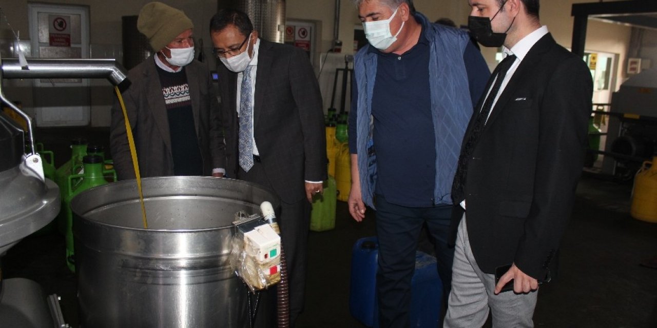 Üzümün Başkentinde Zeytin Üretimi Artıyor