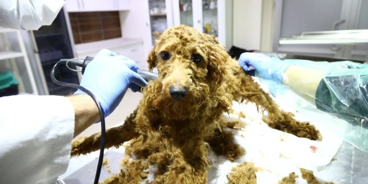 Kötü Şartlardan Operasyon İle Kurtarılan Hayvanlara Keçiören Belediyesi Sahip Çıktı