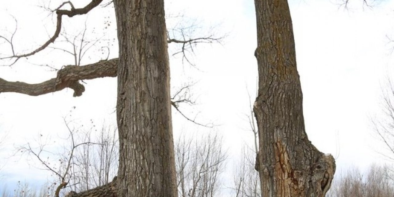 ’gazi Ağaç’lar 370 Yaşında