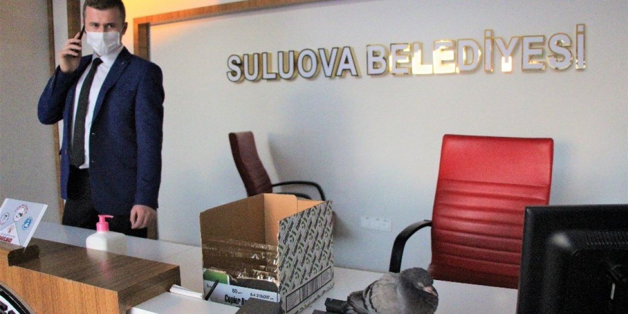 Uçamayan Güvercin Belediye Binasına Sığındı
