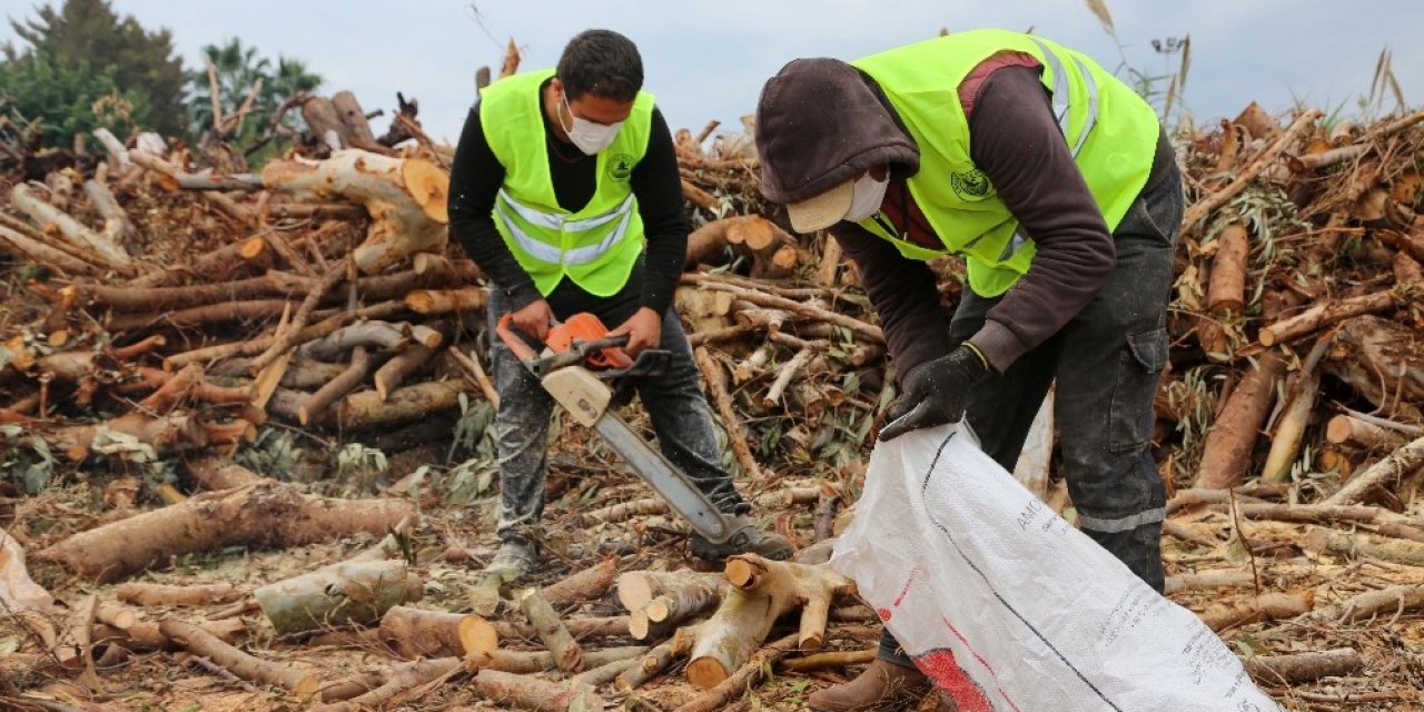 Budamadan Elde Edilen Odunlar, İhtiyaç Sahiplerine Ulaştırılıyor