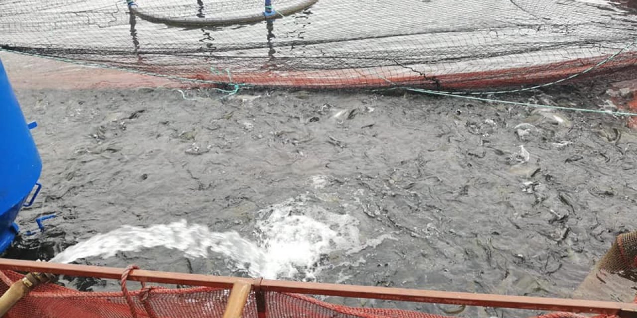 Bayburt’tan Karadeniz’e Yavru Alabalık İhracatı