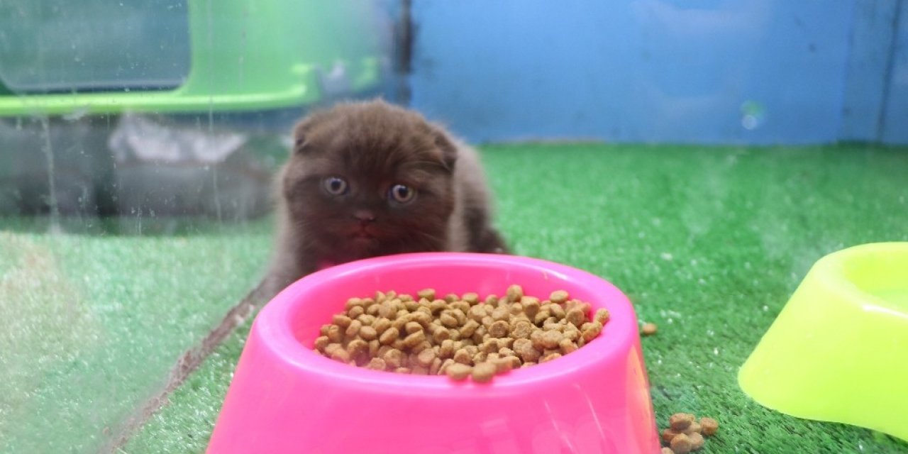 Evcil Hayvan Dükkanları Taleplere Yetişemiyor