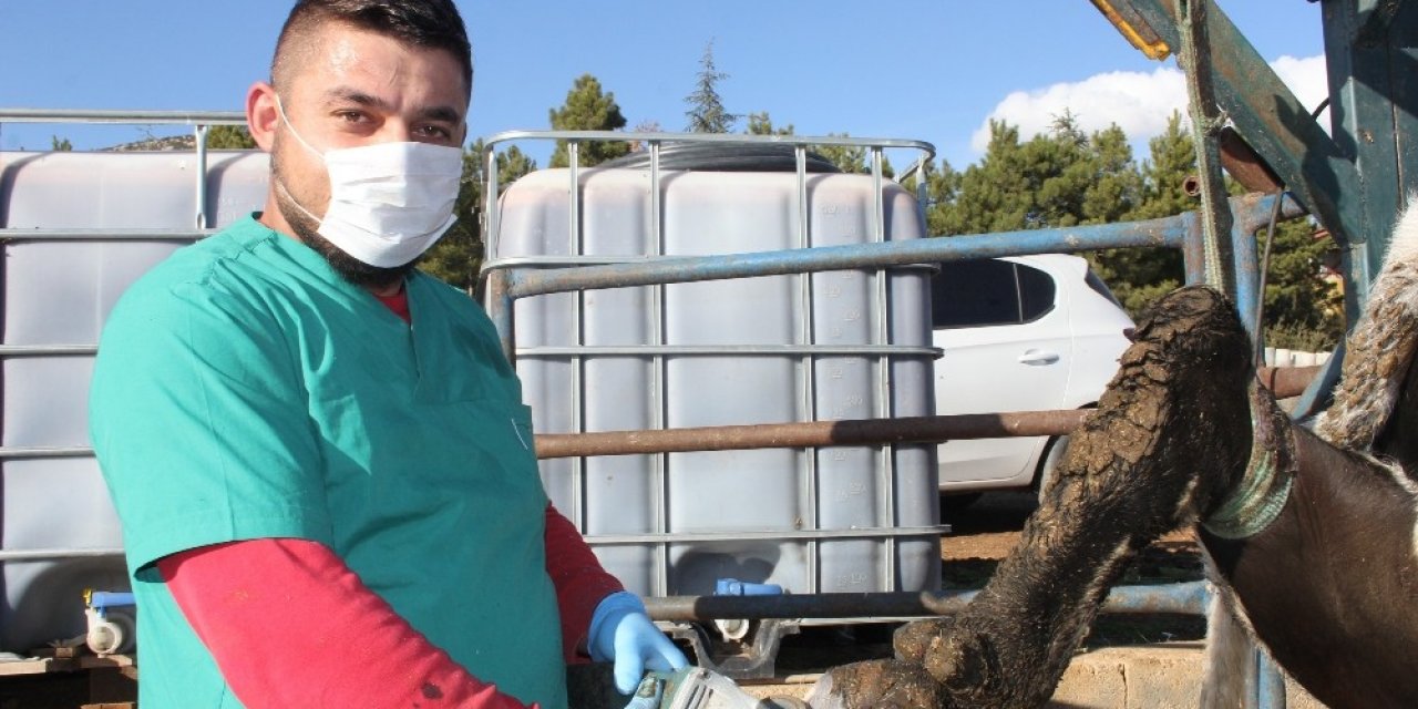 Köy Köy Gezerek Büyükbaş Hayvanların Ayak Bakımlarını Yapıyor