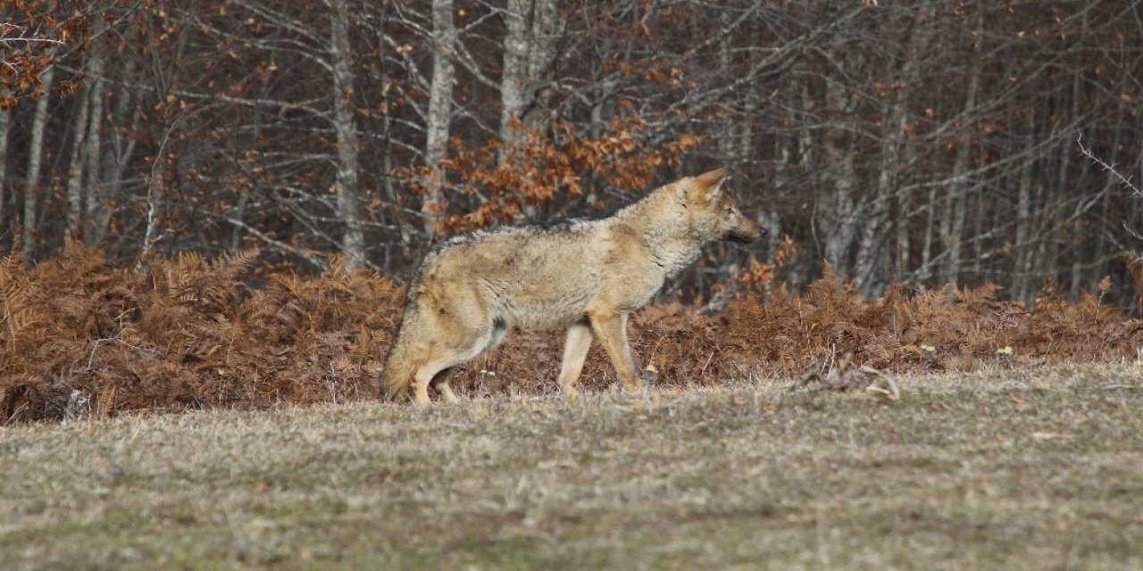 Ormanya’da Tedavi Edilen Dişi Kurt Doğaya Geri Salındı