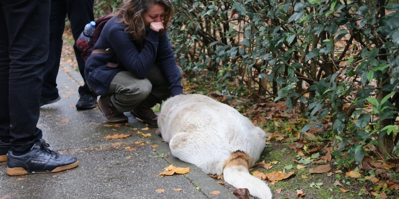 Kocaeli’de İğne İle Öldürülen Köpekler Ekipleri Harekete Geçirdi