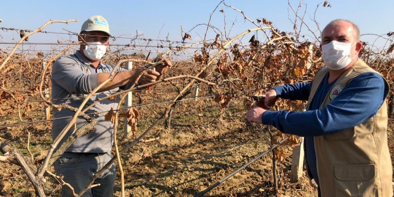 Salihli Ovası’nda Bağlar Budanıyor