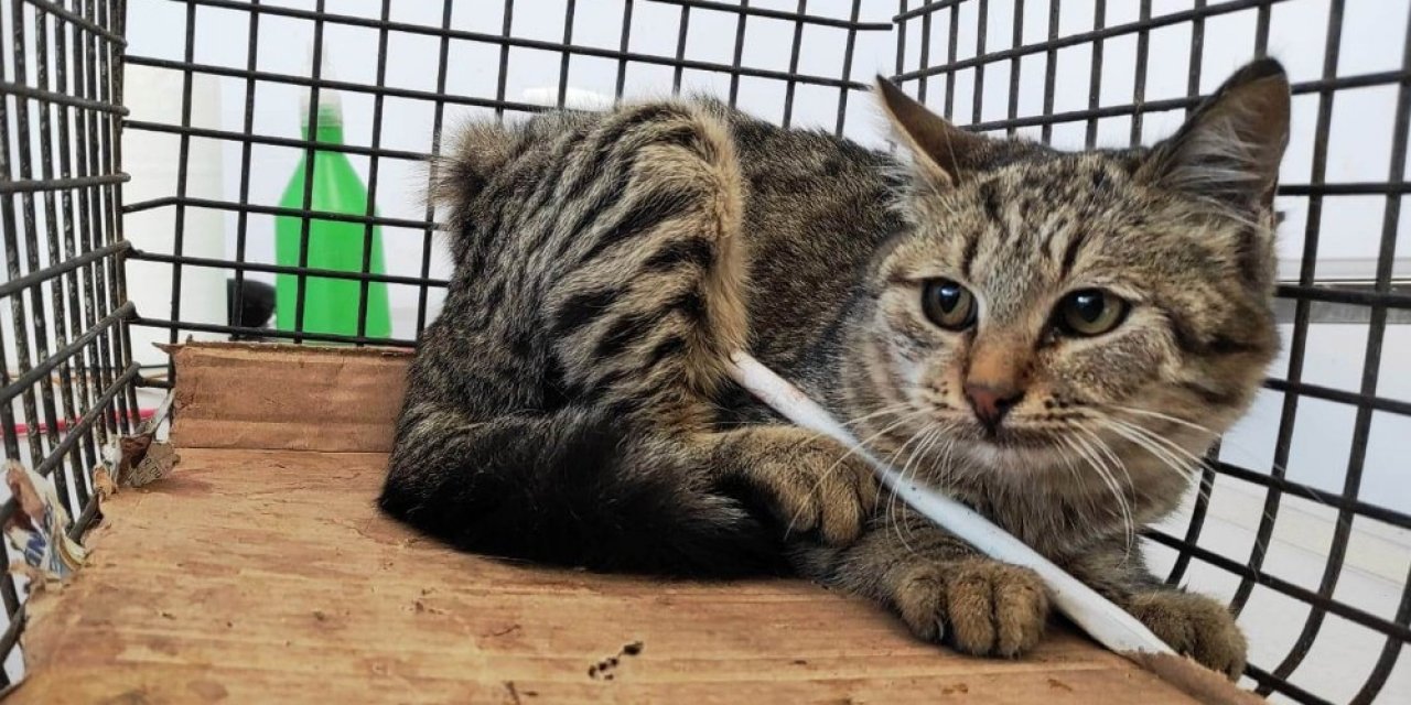 Vücuduna Demir Çubuk Saplanan Sokak Kedisi Kurtarıldı