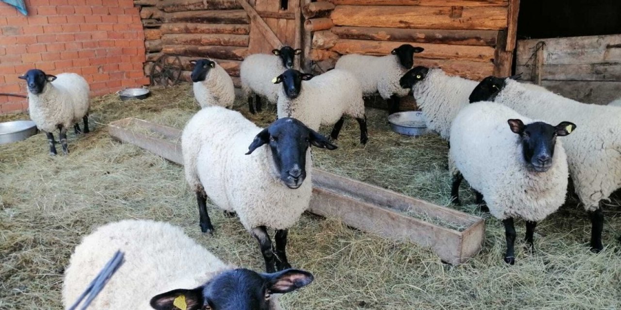 Artvin’e Özgü Bijik Koyununun Yok Olmaması İçin Harekete Geçtiler