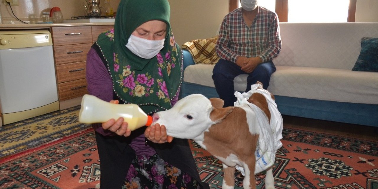 Prematüre Doğan Buzağıyı Anne Şefkati İle Evde Besliyorlar