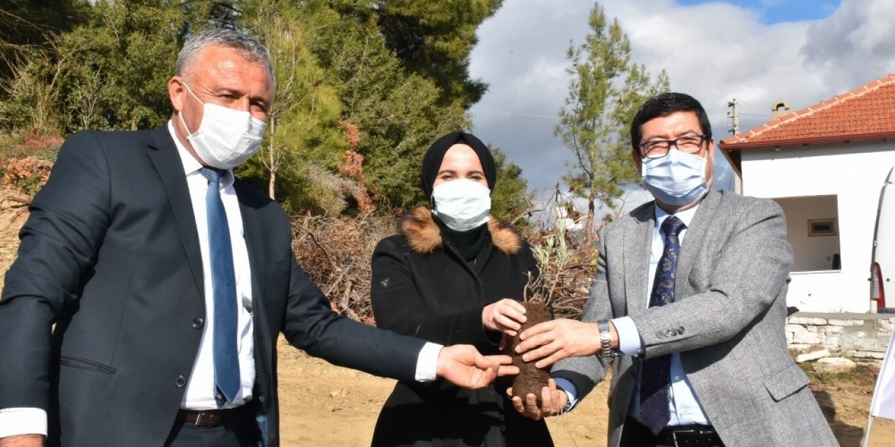 80 Bin Lavanta Toprakla Buluştu