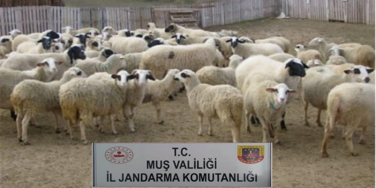 Muş’ta Hayvan Hırsızlığı Yapan 2 Kişi Yakalandı