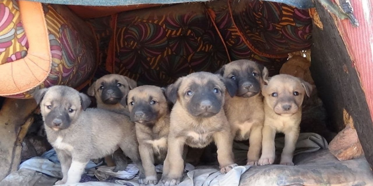 Kısıtlama Hayvan Sevgisine Engel Olmadı