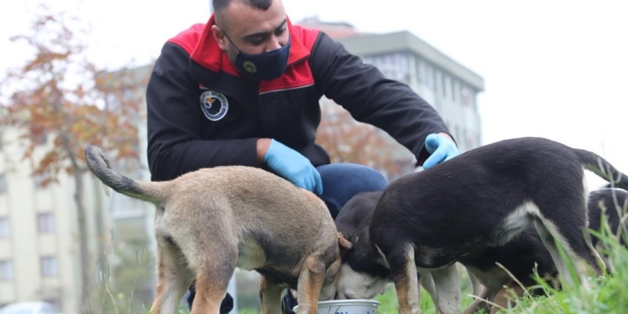 Kartal Belediyesi Sokağa Çıkma Yasağında Da Sokak Hayvanlarının Yanında