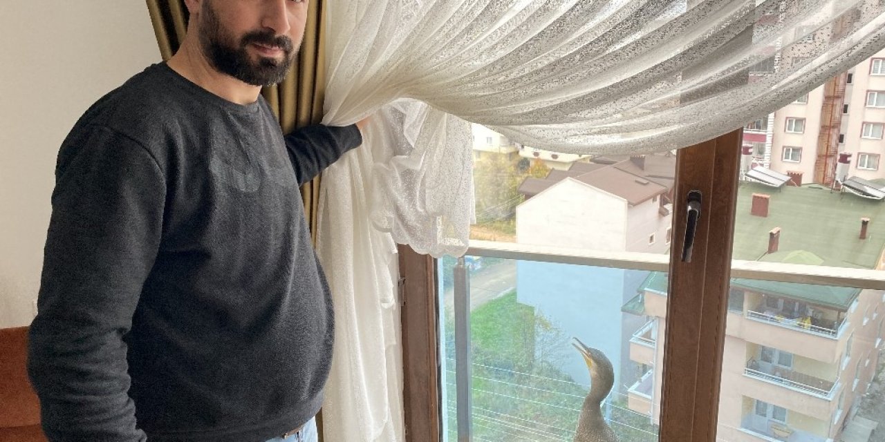 Balkonda Mahsur Kalan Karabatak Kuşu Kurtarıldı