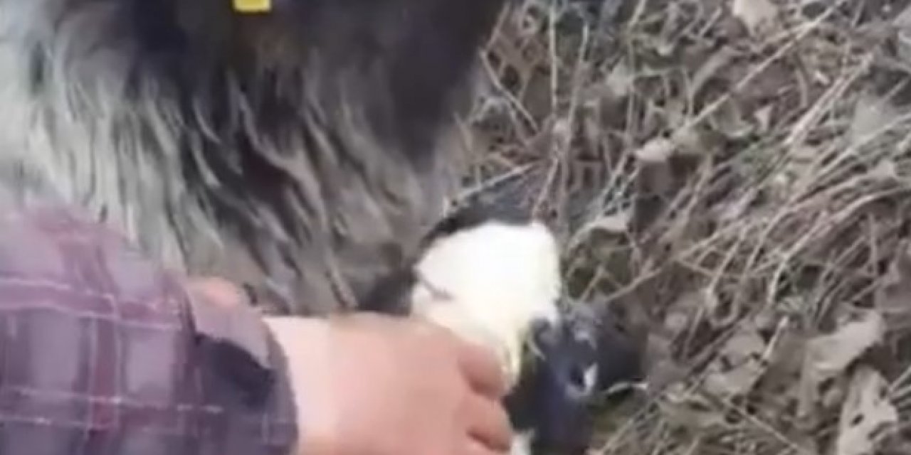Rize’de Bir Çobanın Yeni Doğan Kuzuyu Yaşatma Çabaları Böyle Görüntülendi