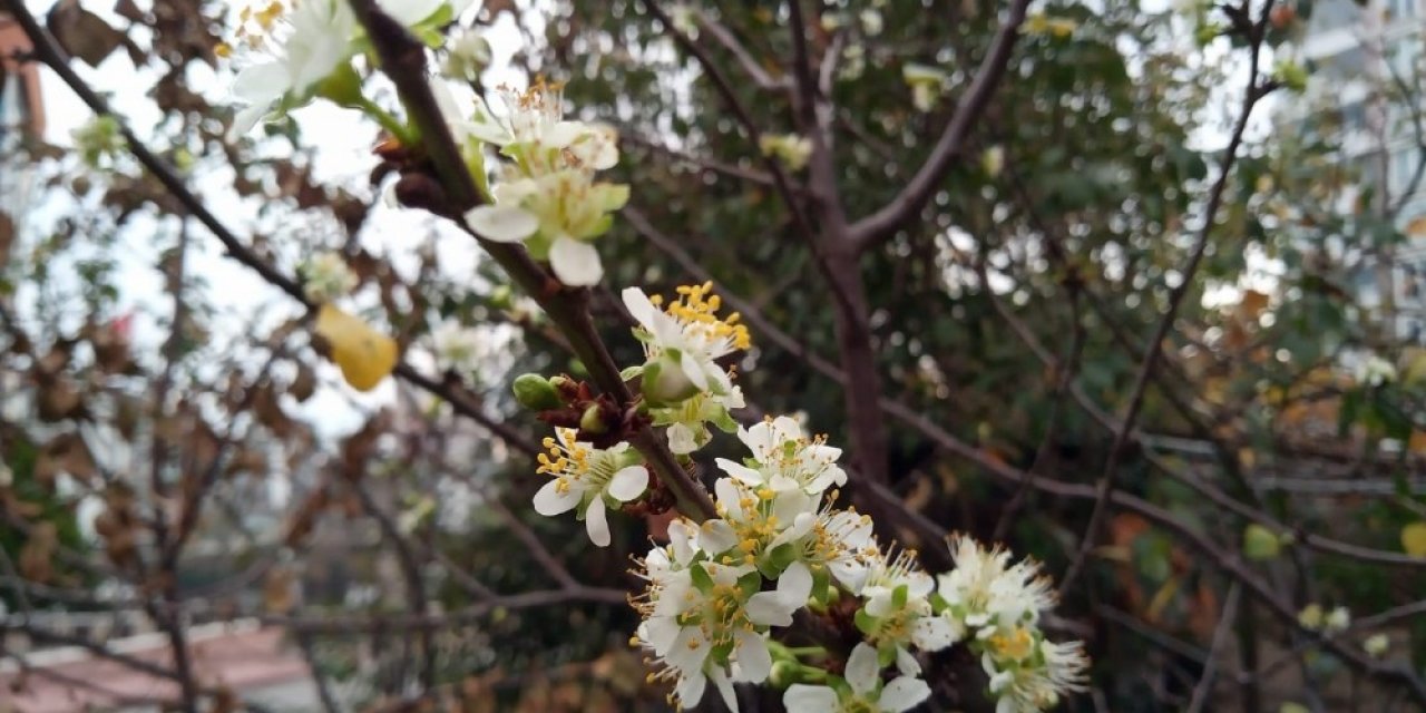 Erik Ağacı Mevsimi Şaşırdı