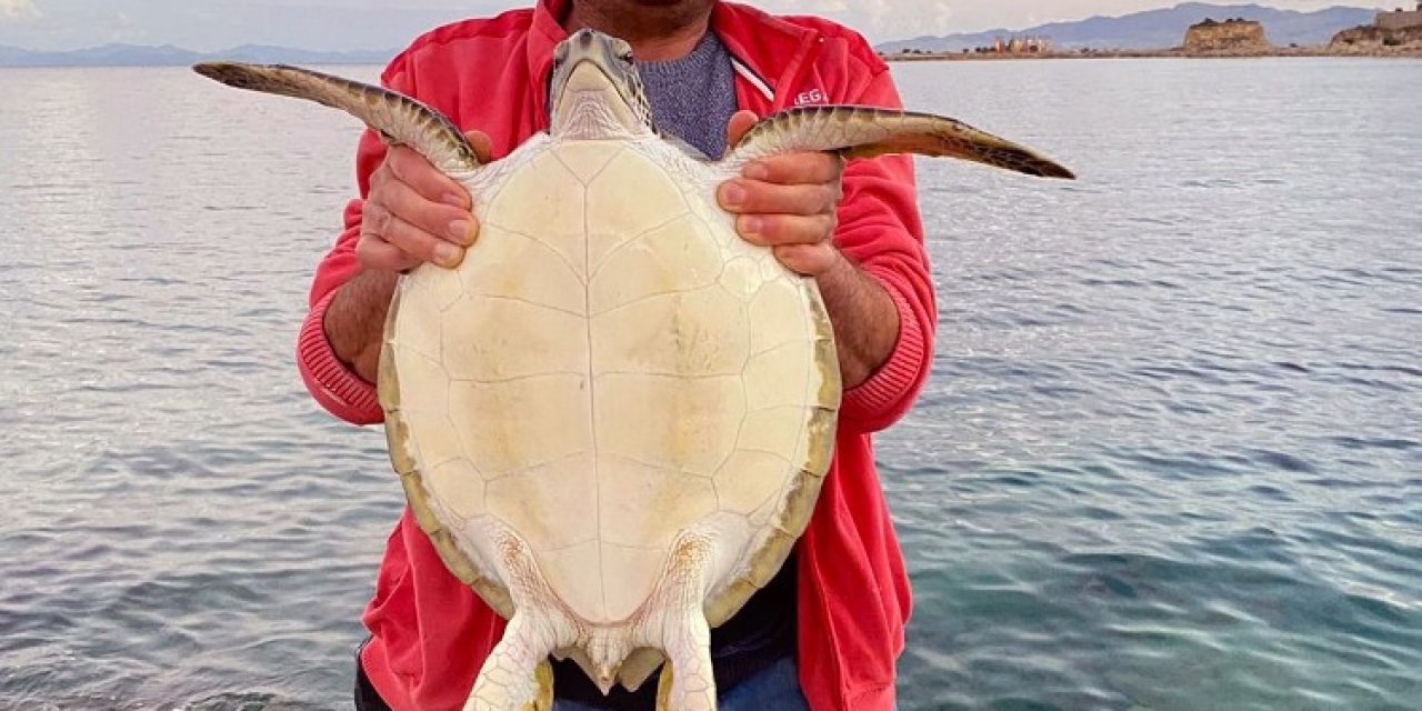 Caretta Caertta Deniz Kaplumbağasını Balıkçılar Kurtardı